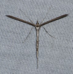 Hellinsia longifrons