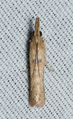 Macrorrhinia endonephele