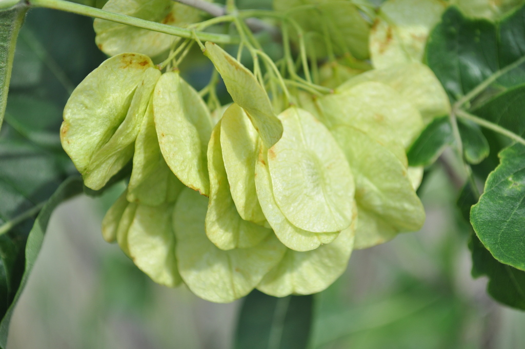 common hoptree from Dune Acres, IN on July 5, 2014 at 05:20 PM by Mark ...