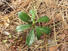 Chimaphila umbellata cisatlantica