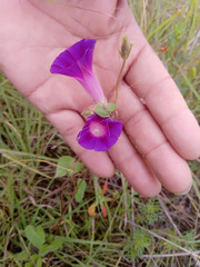 Ipomoea purpurea