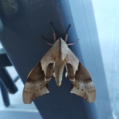 Coequosa australasiae