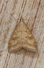 Udea profundalis