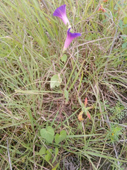 Ipomoea purpurea
