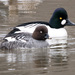 Common Goldeneye - Photo (c) Sergey Yeliseev, some rights reserved (CC BY-NC-ND)