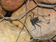 Phrynus whitei