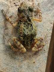 Eleutherodactylus nitidus