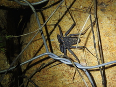Phrynus whitei