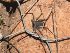 Phrynus whitei