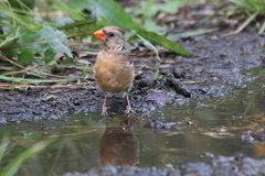 Cardinalis cardinalis