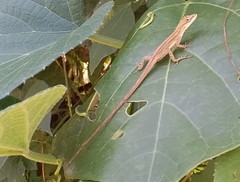 Anolis wellbornae