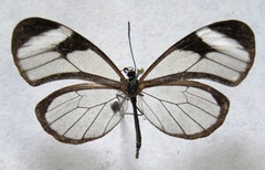 Pteronymia cotytto