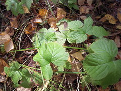 Rubus humulifolius