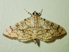 Haritalodes derogata