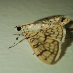Haritalodes derogata