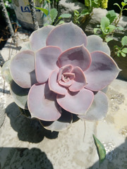 Crassulaceae