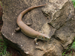 Broadleysaurus major