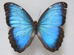 Morpho helenor narcissus