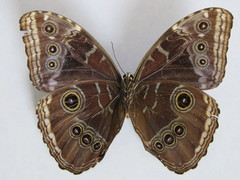 Morpho helenor narcissus