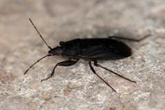 Neurocladus brachiidens