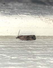 Endothenia nubilana