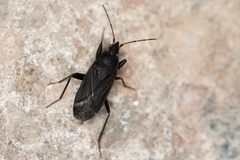 Neurocladus brachiidens