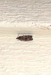 Endothenia nubilana