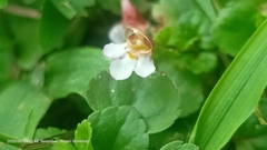 Torenia polygonoides