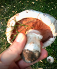 Agaricus