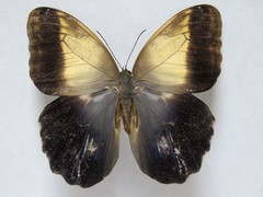 Caligo telamonius memnon