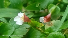 Torenia polygonoides