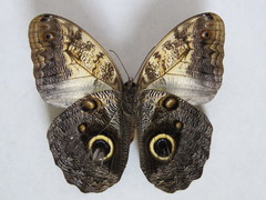 Caligo telamonius memnon