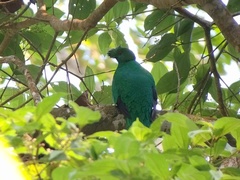 Pharomachrus antisianus