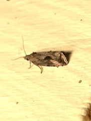 Endothenia nubilana