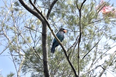 Eurystomus orientalis