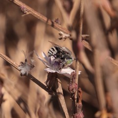 Anthophora curta