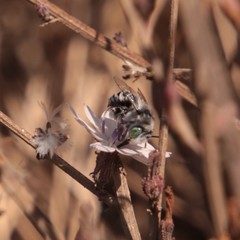 Anthophora curta