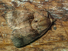 Cretonia forficula
