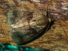 Cretonia forficula