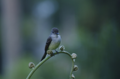 Lesser Antillean Flycatcher (Myiarchus oberi), photo 10