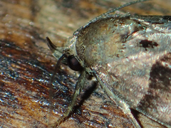 Cretonia forficula