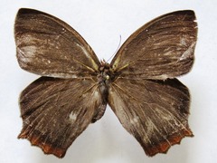Taygetis rufomarginata
