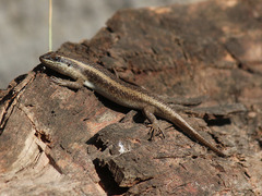 Trachylepis striata