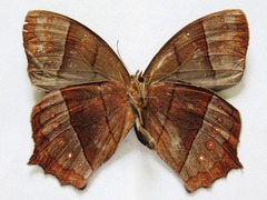 Taygetis rufomarginata
