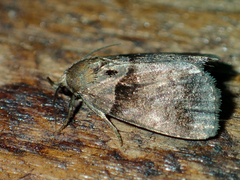 Cretonia forficula