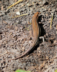 Plestiodon inexpectatus