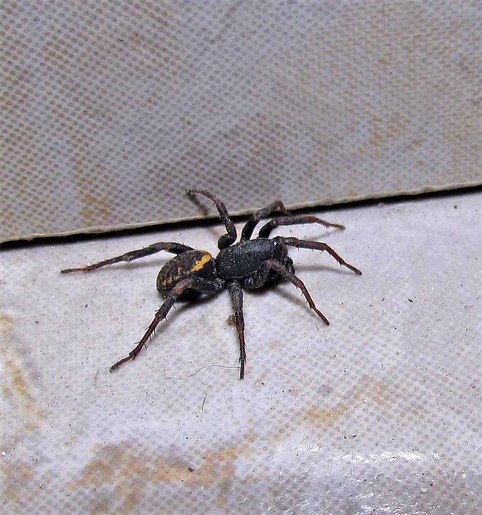 Cybaeodamus meridionalis