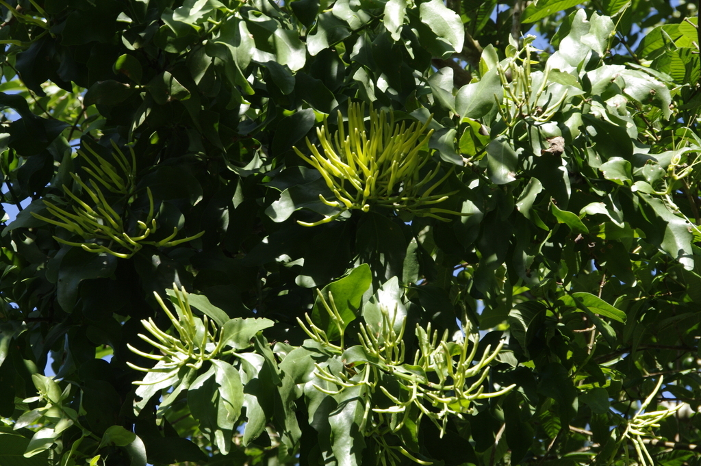 Psittacanthus martinicensis