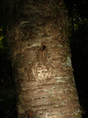 Prunus avium