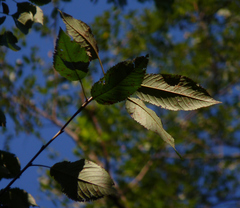 Prunus avium